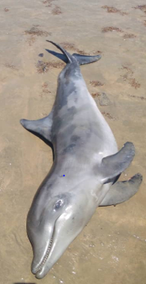 Rough-toothed dolphin